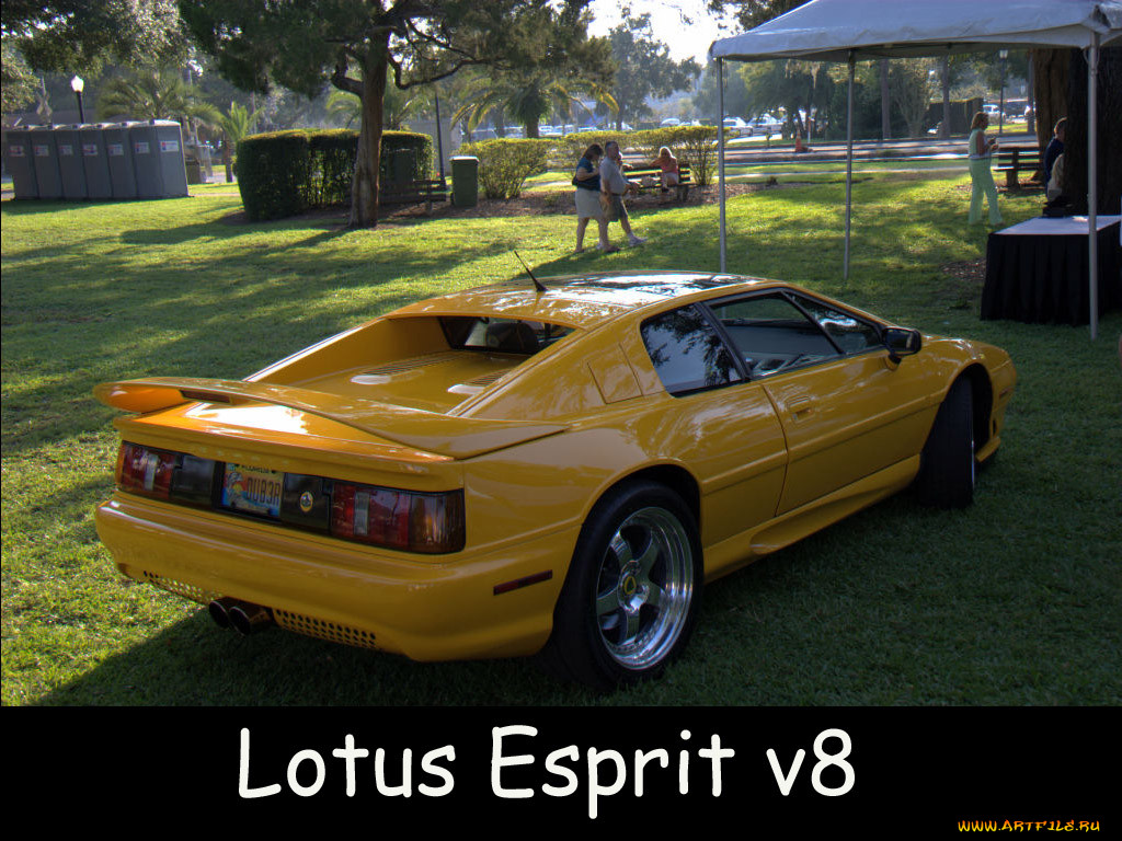 , lotus